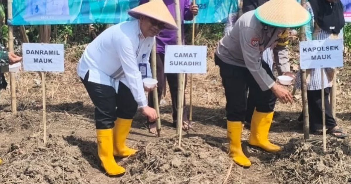 Camat Sukadiri Pimpin Penanaman Jagung di Desa Kosambi untuk Perkuat Ketahanan Pangan