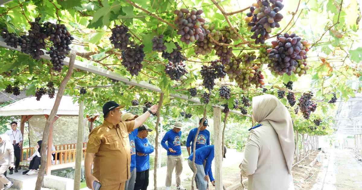 Kebun Anggur Kampung Reforma Agraria Duyu Bangkit di Kota Palu yang berkembang menjadi destinasi agrowisata.