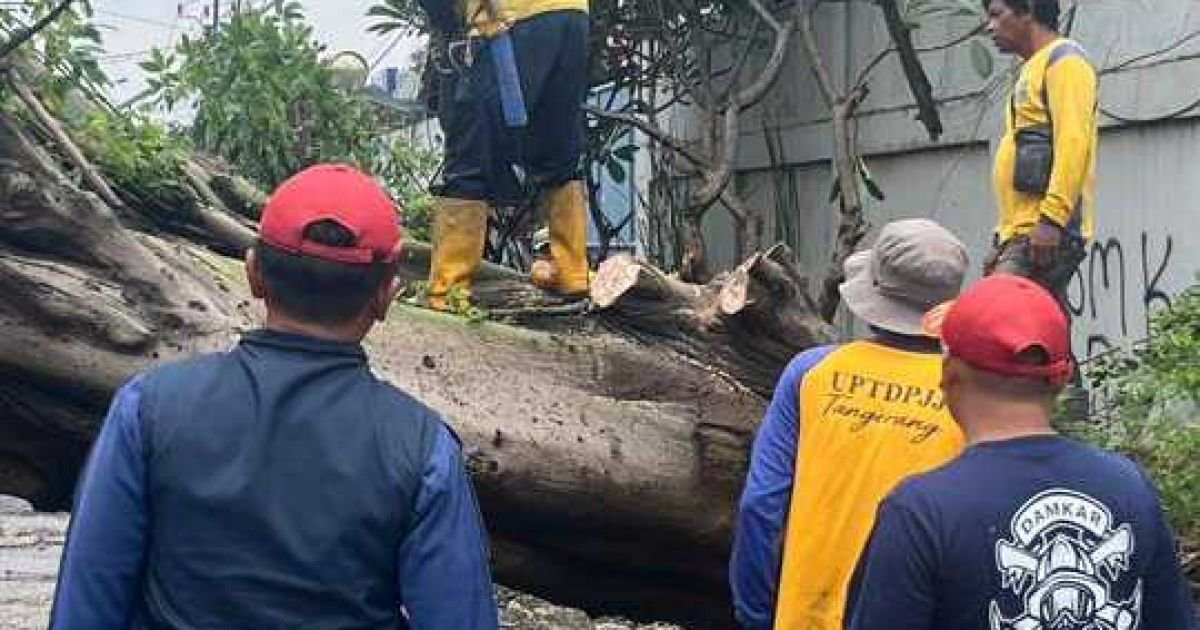 Pohon Besar Tumbang di Dadap–Kosambi, Lalu Lintas Sempat Lumpuh