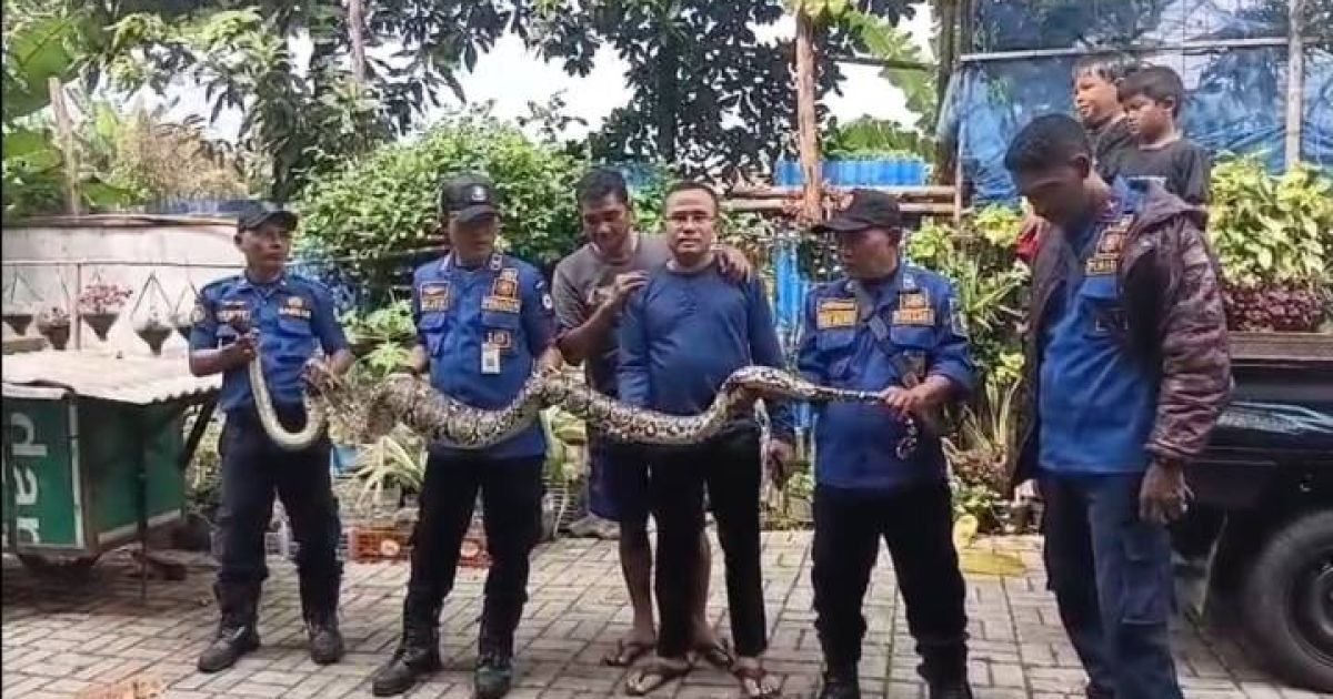 Sanca 4,1 Meter Takluk di Tangan Damkar