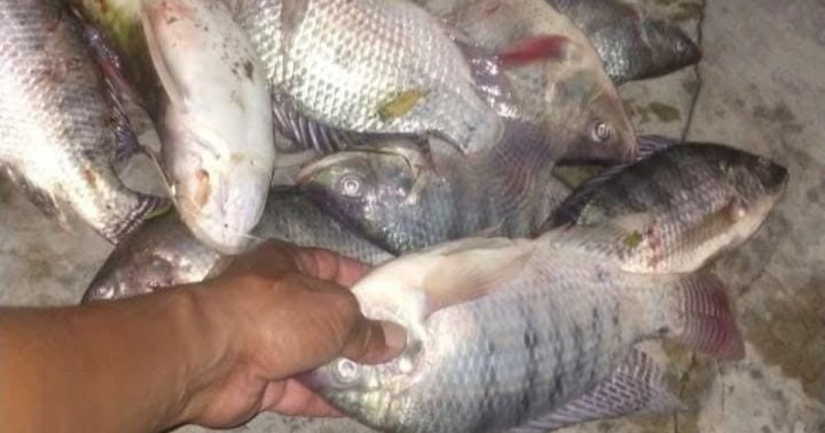 Ikan Mengapung di Kali Buaran Jati Sukadiri, Warga Minta DLHK Uji Kualitas Air